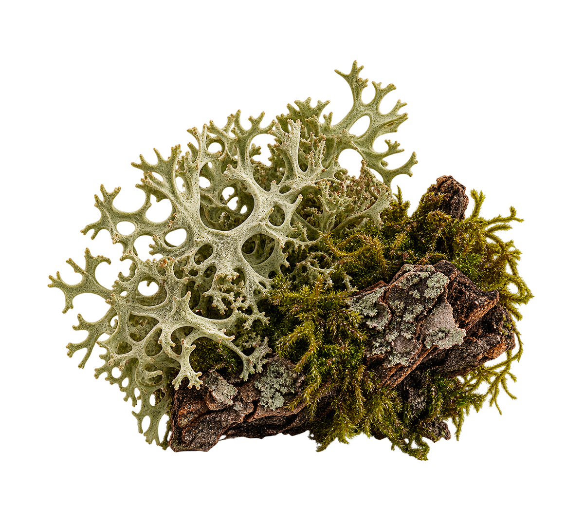 OAKMOSS