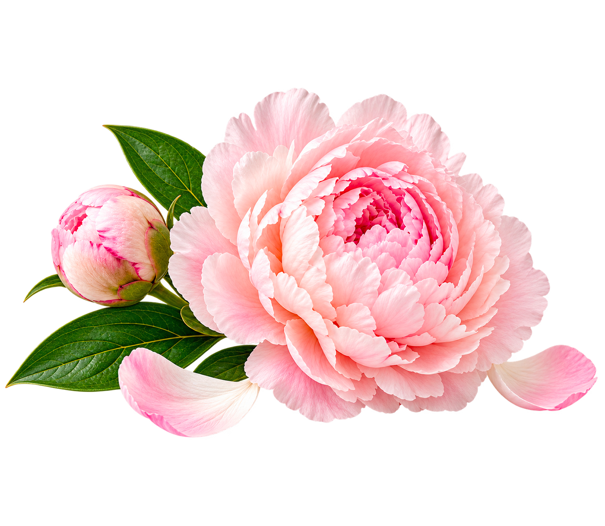 PEONY