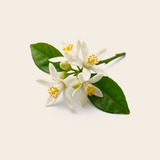 Orange Blossom